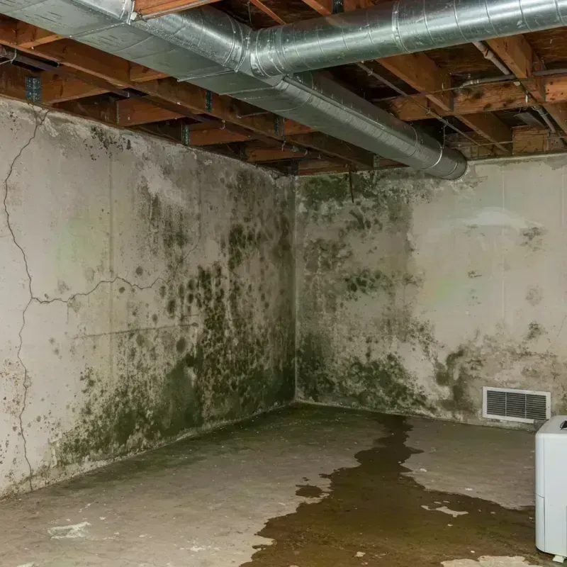 Professional Mold Removal in Maries County, MO